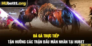 Đá Gà Trực Tiếp - Tận Hưởng Các Trận Đấu Mãn Nhãn Tại Hubet
