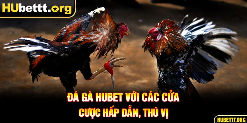 Đá gà HUBET với các cửa cược hấp dẫn, thú vị