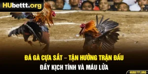 Đá Gà Cựa Sắt - Tận Hưởng Trận Đấu Đầy Kịch Tính Và Máu Lửa