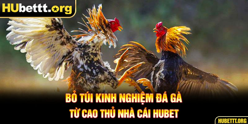 Bỏ túi kinh nghiệm đá gà từ cao thủ nhà cái HUBET