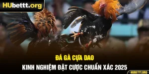 Đá Gà Cựa Dao - Kinh Nghiệm Đặt Cược Chuẩn Xác 2025