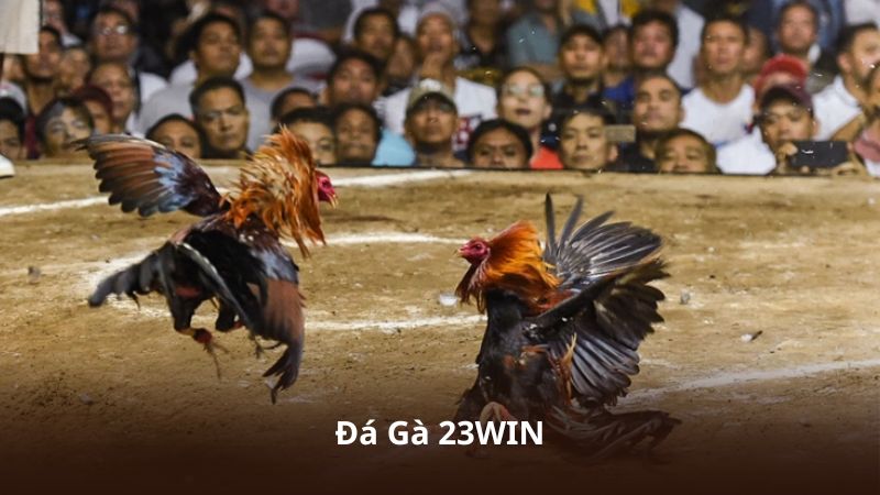 Đá Gà 23WIN – Khám Phá Hệ Thống Theo Dõi Trận Đấu Hiện Đại